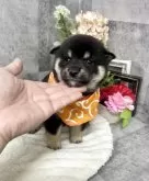 豆柴【愛知県・男の子・2025年10月5日・黒】の写真4