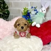 トイプードル(トイ)【愛知県・女の子・2025年4月23日・アプリコット】の写真6