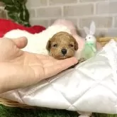 トイプードル(トイ)【愛知県・女の子・2025年4月23日・アプリコット】の写真9