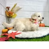 ダップー(トイプードル×ダックスフンド)【愛知県・女の子・2025年7月28日・クリーム】の写真5