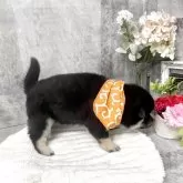 豆柴【愛知県・男の子・2025年10月5日・黒】の写真5