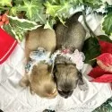 チワックス(チワワ×ダックスフンド)【愛知県・男の子・2024年11月24日・フォーン系】の写真7