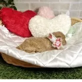 トイプードル(トイ)【愛知県・女の子・2025年4月23日・アプリコット】の写真10