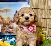 タイニープードル【愛知県・女の子・2025年6月9日・アプリコット】の写真11