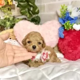 トイプードル(トイ)【愛知県・女の子・2025年4月23日・アプリコット】の写真5