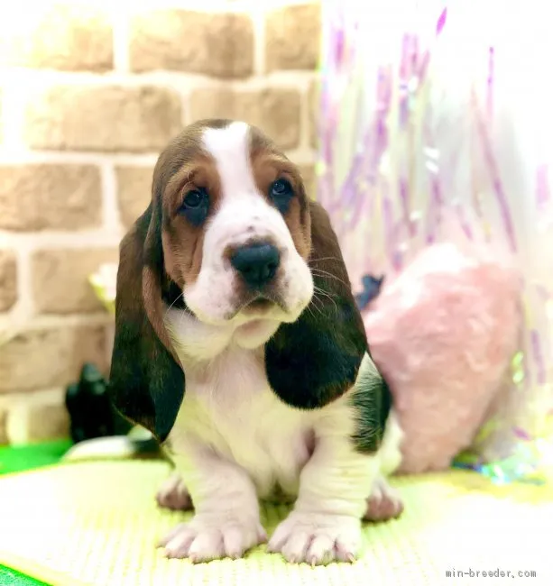 ID:2103-02327の子犬
