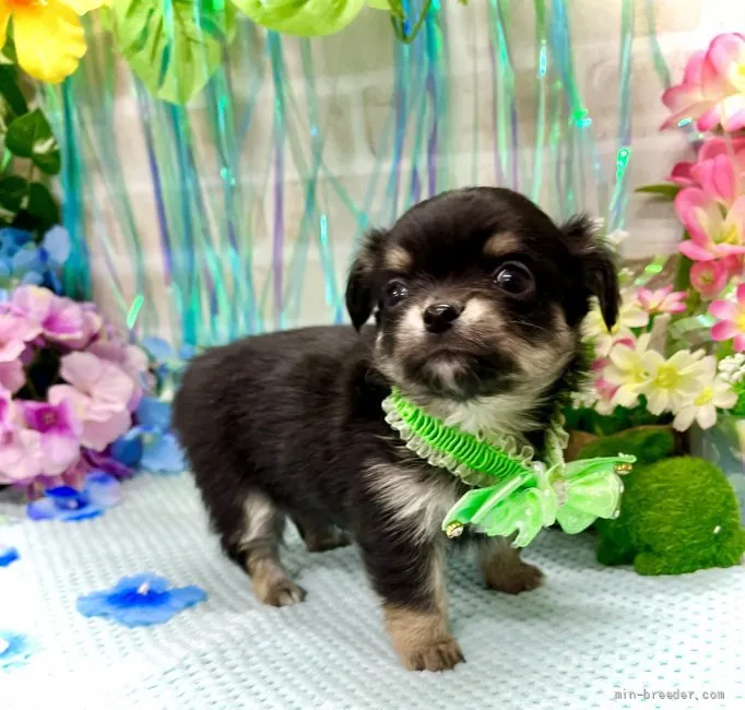 ID:2204-02161の子犬