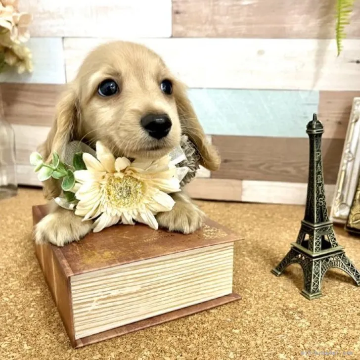 ミニチュアダックスフンド(ロング)【愛知県・男の子・2023年6月4日・イエロー】の写真1