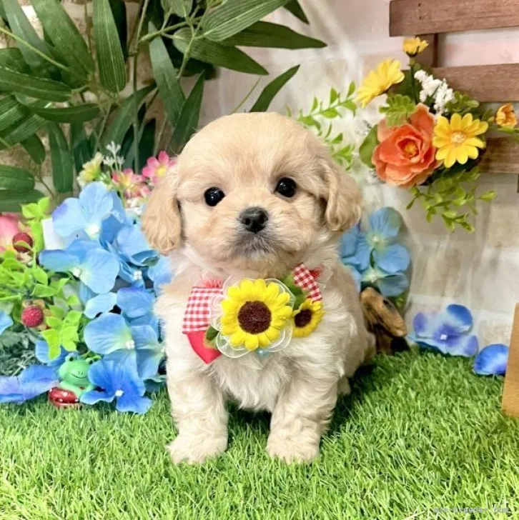 ID：2304-04804の子犬