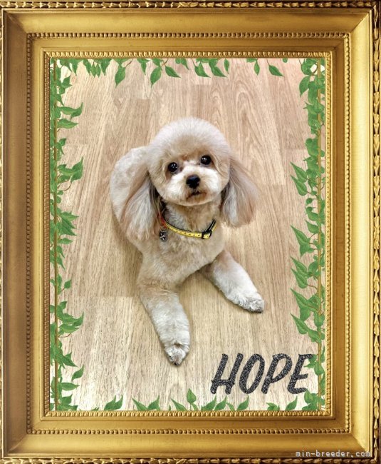 タイニープードル【・女の子・2020年3月13日・レッド】