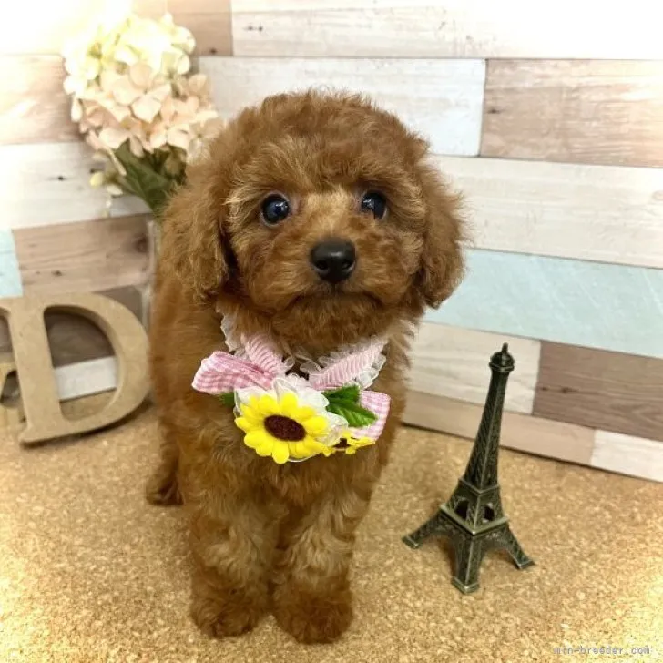 ID：2307-00580の子犬