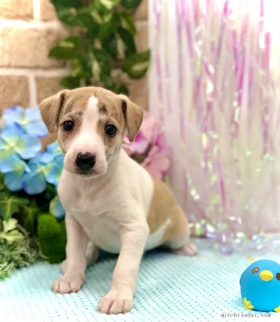 ID:2105-00029の子犬