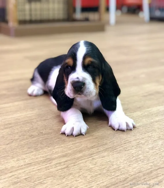 ID：2103-02320の子犬