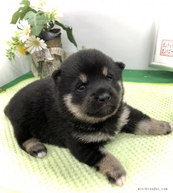 ID：2103-02992の子犬