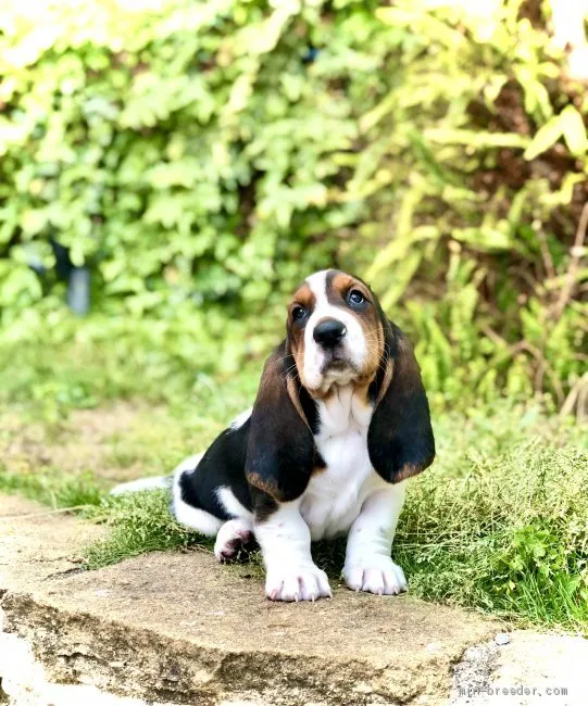 ID:2103-02349の子犬