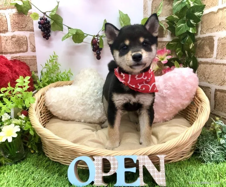 ID:2109-01086の子犬