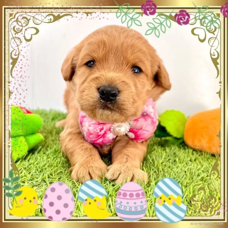 ID:2402-04220の子犬