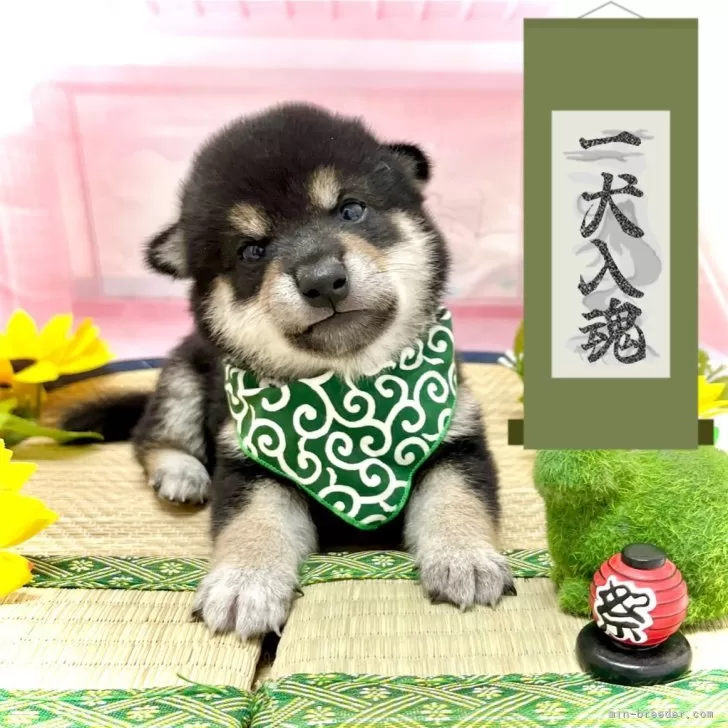 ID:2407-07740の子犬