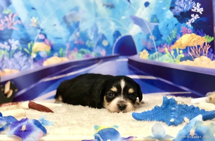 ID：2108-02774の子犬
