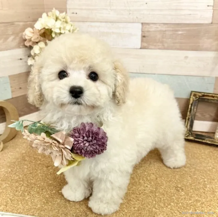 ID:2303-04593の子犬