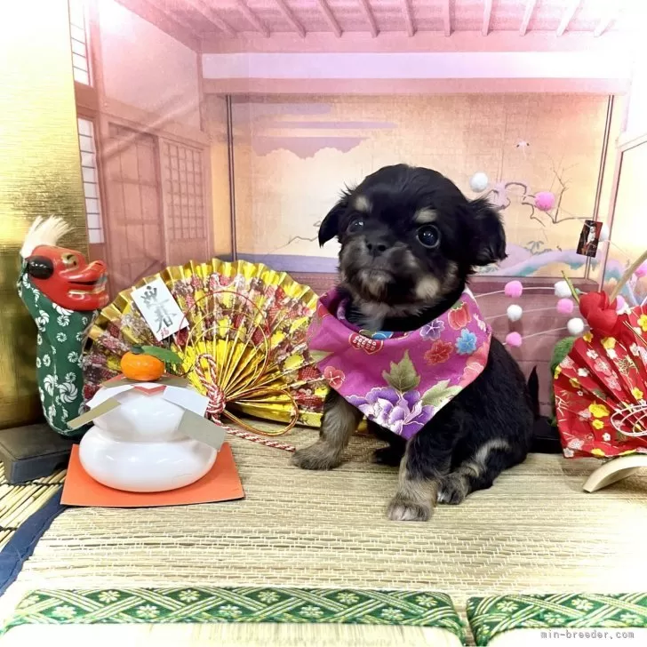 ID：2312-03002の子犬