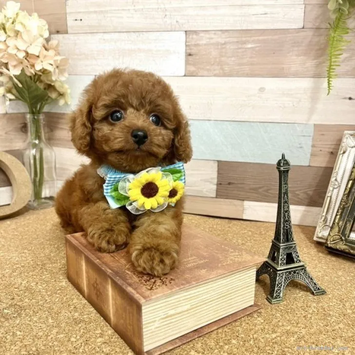 ID：2307-02399の子犬