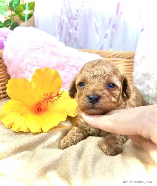 ID:2105-03364の子犬