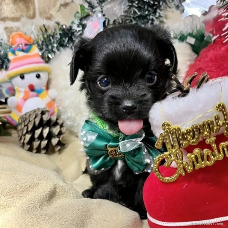 ID:2311-03057の子犬