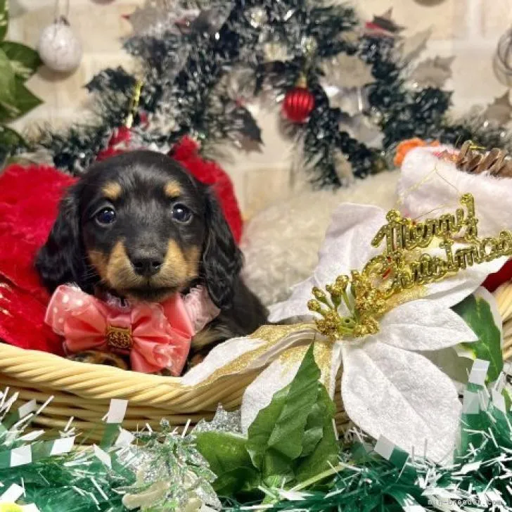 ID：2212-00311の子犬