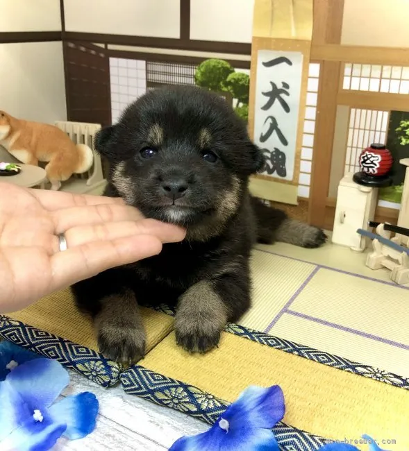 ID：2109-03916の子犬