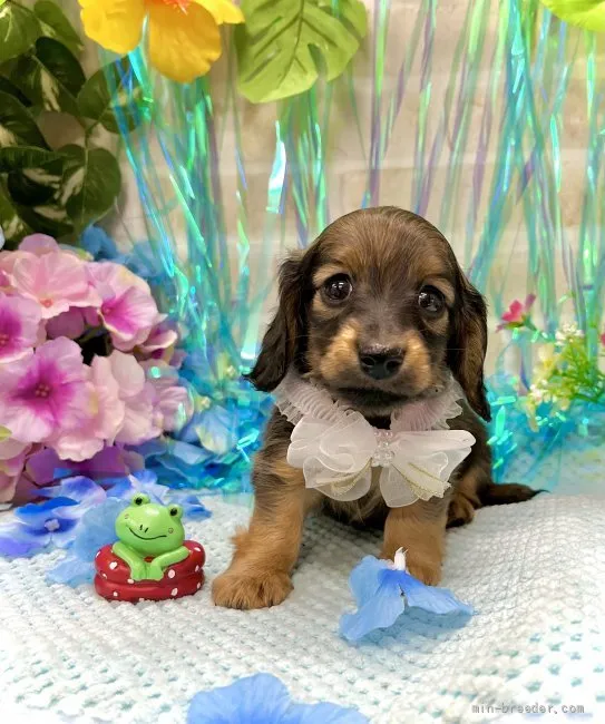 ID：2204-04074の子犬