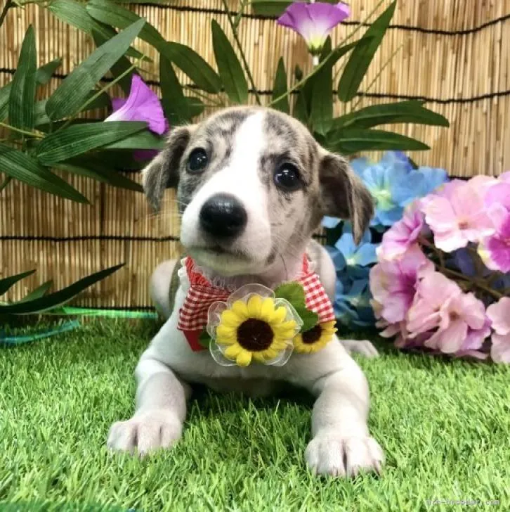ID:2208-01417の子犬