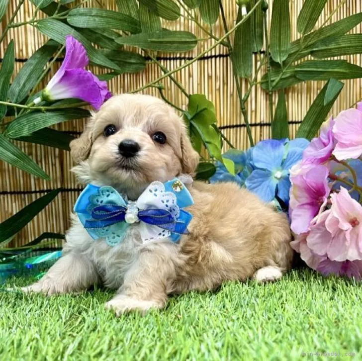 ID：2207-01533の子犬