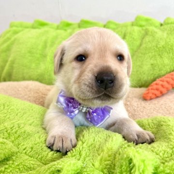 ラブラドールレトリバー【愛知県・男の子・2024年4月8日・イエロー】の写真「両親良血統☆ムチムチ王子くん☆」