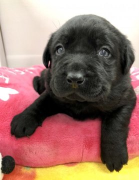 ラブラドールレトリバー【愛知県・女の子・2021年1月1日・ブラック】の写真「どしっとした体つきの女の子☆」