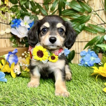 チワックス(カニンヘンダックスフンド×チワワ)【愛知県・女の子・2024年5月30日・ブラッククリーム】の写真「パパはカニンヘ☆クリクリおめめに、しっかりマロ眉☆」