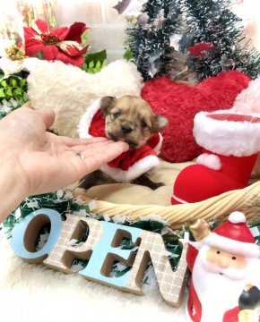 ミックス(マルチーズ×ヨークシャーテリア)【愛知県・女の子・2021年10月21日・フォーン】の写真「毛が抜けにくい人気犬種のミックスちゃん☆」