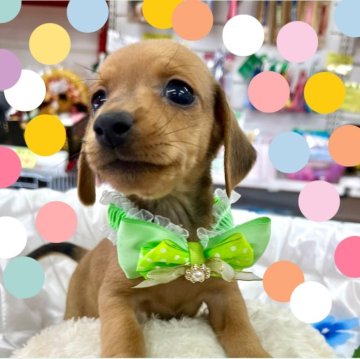 ミックス(ダックスフンド×ミニチュアピンシャー)【愛知県・男の子・2024年7月29日・レッド】の写真「クリっと可愛いらしい小ぶりな男の子☆」