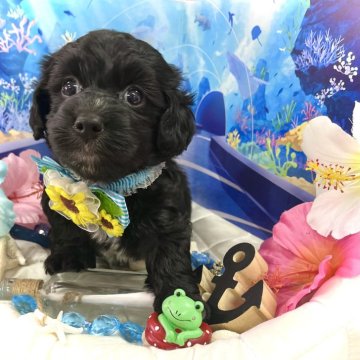 マルックス(マルチーズ×ダックスフンド)【愛知県・男の子・2024年6月26日・ブラック】の写真「ムチムチ☆おめめクリクリの可愛い男の子☆」