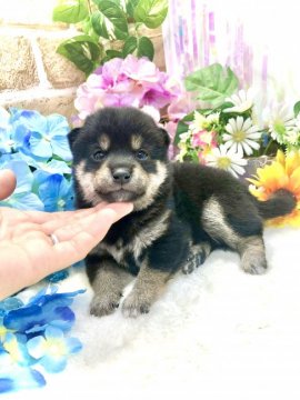 柴犬(豆柴)【愛知県・男の子・2021年5月16日・黒】の写真「両親豆柴認定犬☆ムチムチなのに小ぶりくん☆」