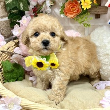 トイプードル(トイ)【愛知県・女の子・2023年2月26日・アプリコット】の写真「キョトン顔が可愛すぎ☆タイニーからトイ予想☆」