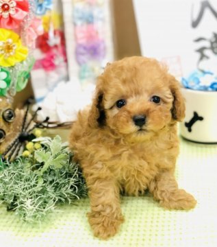 トイプードル(タイニー)【愛知県・女の子・2021年1月21日・アプリコット】の写真「両親遺伝子検査3項目クリア♡ワクチン検診済♡」