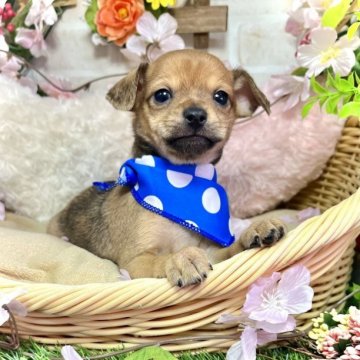 ミックス(チワワ×ミニチュアピンシャー)【愛知県・男の子・2023年1月14日・レッド】の写真「スムースヘアーのニヒルなイケメンくん☆」