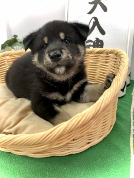 柴犬(標準サイズ)【愛知県・男の子・2021年2月14日・黒】の写真「性格良しの両親から産まれました♡甘えん坊くん♡」