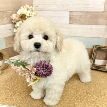 トイプードル(トイ)【愛知県・女の子・2023年2月8日・ホワイト】の写真「爆毛ちゃん☆人が大好きで甘えん坊な女の子☆」