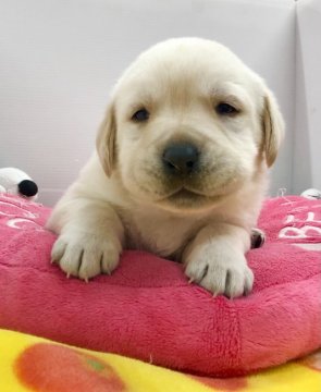 ラブラドールレトリバー【愛知県・男の子・2021年1月1日・イエロー】の写真「ぽっちゃり好きの方必見です🐶❗️」