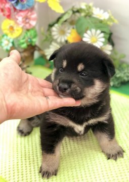 柴犬(標準サイズ)【愛知県・男の子・2021年2月14日・黒】の写真「性格良しの両親から産まれたイケメンくん♡」
