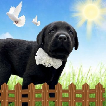 ラブラドールレトリバー【愛知県・女の子・2024年4月8日・ブラック】の写真「両親良血統☆小ぶりで可愛い女の子☆」