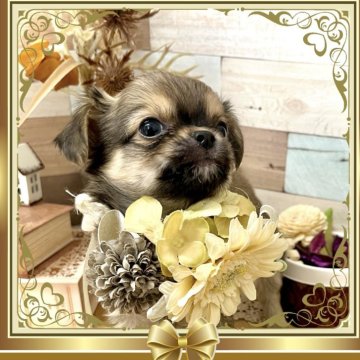 チワワ(ロング)【愛知県・男の子・2023年11月18日・フォーン】の写真「丸顔でおめめクリクリの可愛い男の子☆」