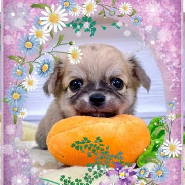 チワワ(ロング)【愛知県・女の子・2024年6月3日・フォーン】の写真「クリーム色に大変身します☆可愛い女の子☆」